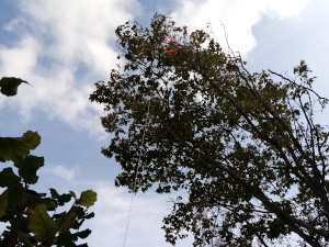 radio sonde stuck at the top of a tree
