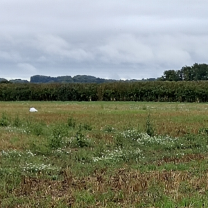 radio sonde parachute in a field