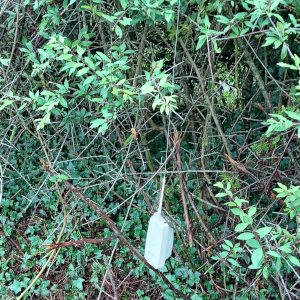 radio sonde in a hedge